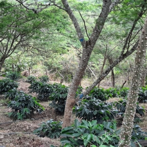  - jalisco,"loja sabor a café; sistemas agroforestales, bosques + café"