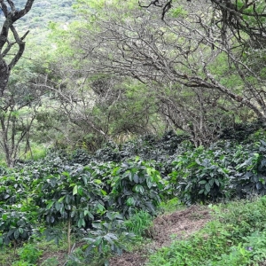  - "loja sabor a café; sistemas agroforestales, bosques + café",zapopan